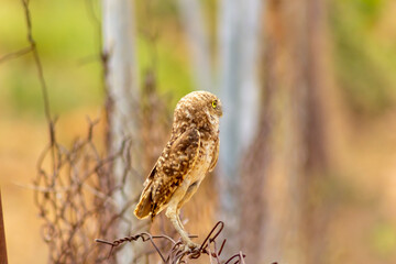 Mochuelo de Hoyo
Speotyto cunicularia
Burrowing Owl in Venezuela