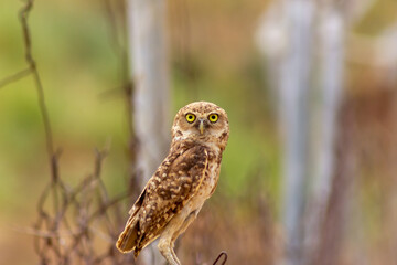 Mochuelo de Hoyo
Speotyto cunicularia
Burrowing Owl in Venezuela