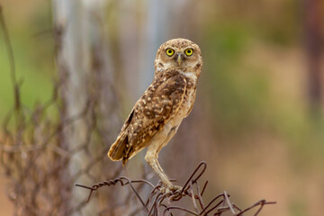 Mochuelo de Hoyo
Speotyto cunicularia
Burrowing Owl in Venezuela