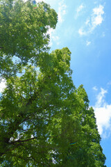 見上げる木と空