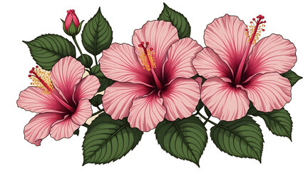 Illustration of pink tropical hibiscus flowers on isolated background