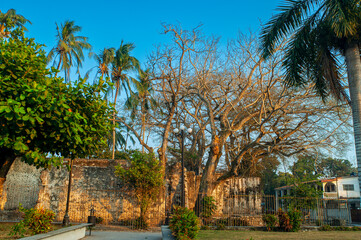 la antigua, casa de hernan, finca, hernan cortes, ramas, arboles, raices, veracruz, amate, chicontepec, portal