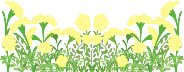 yellow Carnation border