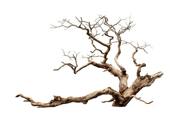 Old tree with dry branches on a transparent background