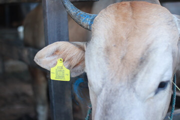 livestock that is given a health verification label by the kementrian pertanian in Indonesia. Cows...