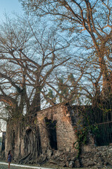 la antigua, casa de hernan, finca, hernan cortes, ramas, arboles, raices, veracruz, amate, chicontepec, portal
