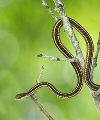 Focus Stacked Close-up Image of a Ribbon Snake on a Dead Branch - 784174361