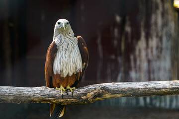 Red-backed sea-eagle on the tree