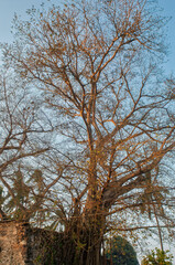 la antigua, casa de hernan, finca, hernan cortes, ramas, arboles, raices, veracruz, amate, chicontepec, portal