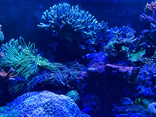 coral and anemone inside coral reef aquarium tank with fishes