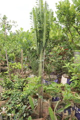 Fototapeta na wymiar Euphorbia trigona plant on farm