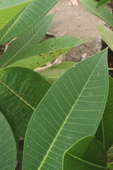 Frangipani leaf on tree in farm
