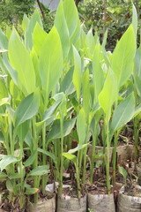 Golden canna flower plant on farm