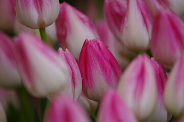 pink and white tulips in spring