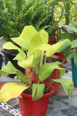 Green Arrow arum plant on hanging pot