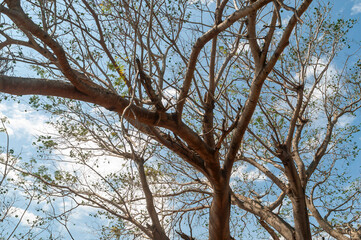arbol, parota, arbol grande, ramas, paisaje, veracruz