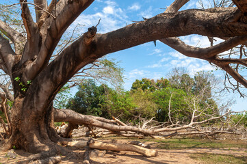arbol, parota, arbol grande, ramas, paisaje, veracruz