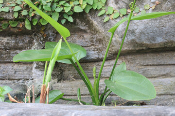 Echinodorus palifolius flower plant on farm