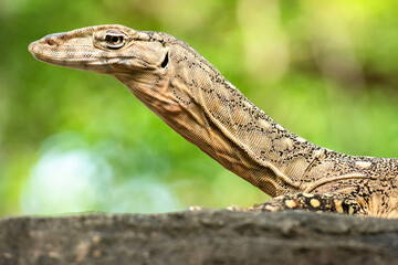 The perentie is a species of monitor lizard. It is one of the largest living lizards on earth, after the Komodo dragon, Asian water monitor, and the Crocodile monitor.