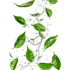 Foto op Plexiglas Green tea leaves floating with water splashes isolated on a transparent background © kanurism