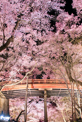 日本の長野県伊那市の高遠城址公園の桜のライトアップ。高遠の桜。日本三大桜名所。