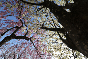日中線の枝垂桜03