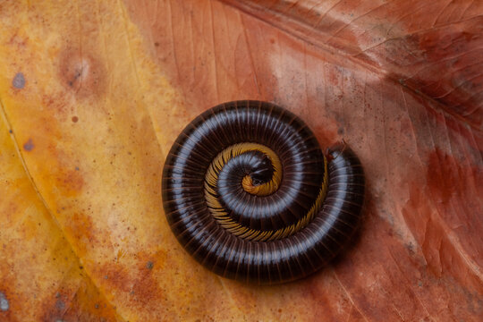 Archispirostreptus Gigas, Big Millipede From Borneo Island