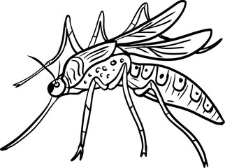 sketch mosquito insect