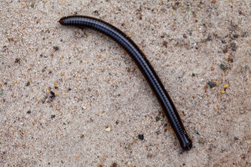 Archispirostreptus Gigas, Big Millipede From Borneo Island
