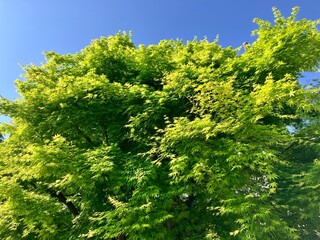 青空に映える新緑