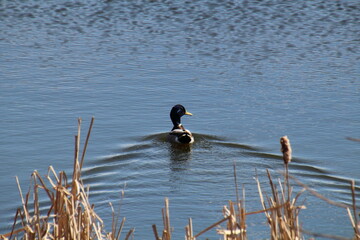 duck on the lake, Pylypow Wetlands, Edmonton, Alberta