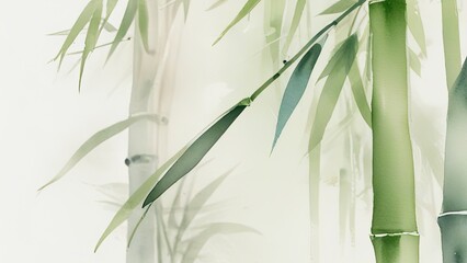 Obraz premium bamboo forest background