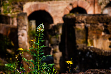 Rome, Italy - May 3 2013: Flower with the background of arch in coloseum in rome