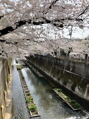 石神井川にかかる満開の桜