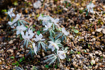 自然の小石の上に咲く白い野生の花