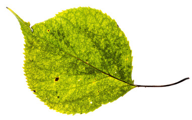 A single green and yellow autumn colored leaf from a birch tree. The leaf is showing signs of decay...
