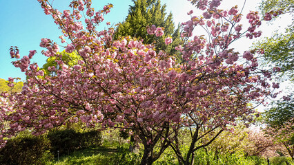関山（八重桜）