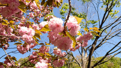 Obraz premium 関山（八重桜）