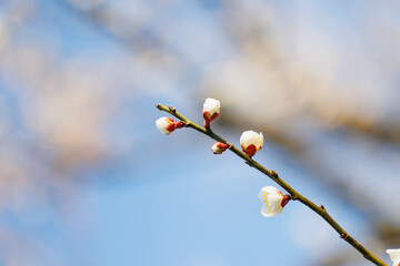 春の訪れを告げる梅の花