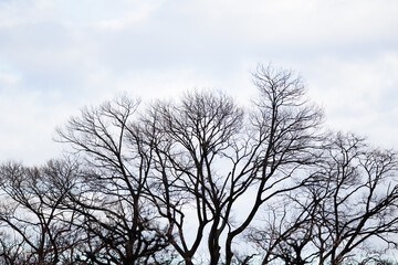 枯れ木のシルエット
