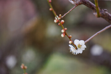 春の訪れを告げる梅の花