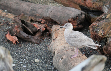 Seagull on the beach of Porteau Cove Provincial Park in British Columbia, Canada