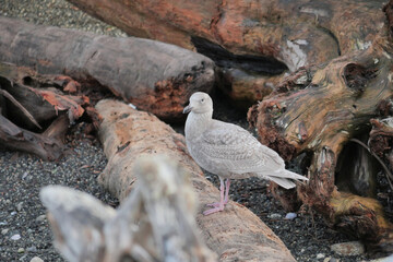 Seagull on the beach of Porteau Cove Provincial Park in British Columbia, Canada