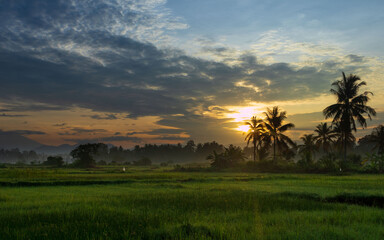 Beautiful sunrise landscape with green field and coconut trees in silhouette