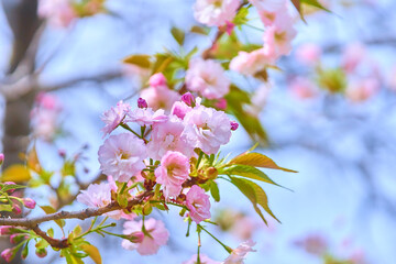 満開の桜の花を見上げる