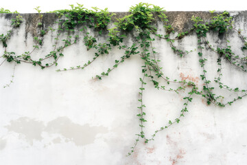 Cascading Ivy on Weathered White Wall