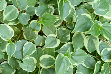 Bicolor peperomia plant, Green leaves background in ornamental garden
