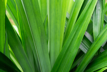 Pandan Leaves Plant Background Pattern Texture Green Leaf Garden Herb Food Summer Tropical nauture, Fresh Growth Natural Oraganic Foliage Ingredient Flora Smell Raw Materials Cook Asia Thailand.