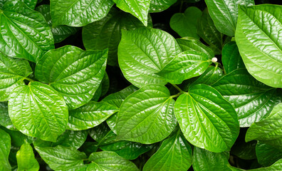 Piper Sarmentosum,Wildbetal leafbush Texture Pattern Background Green Leaves Garden Growth,...