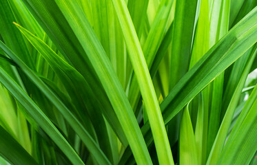 Pandan Leaves Plant Background Pattern Texture Green Leaf Garden Herb Food Summer Tropical nauture, Fresh Growth Natural Oraganic Foliage Ingredient Flora Smell Raw Materials Cook Asia Thailand.